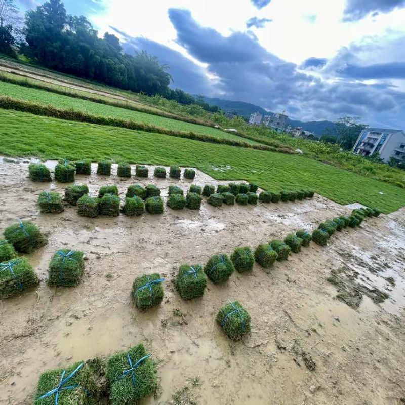 台湾草。台湾青。结缕草。适用于高端别墅家庭绿化公路城市