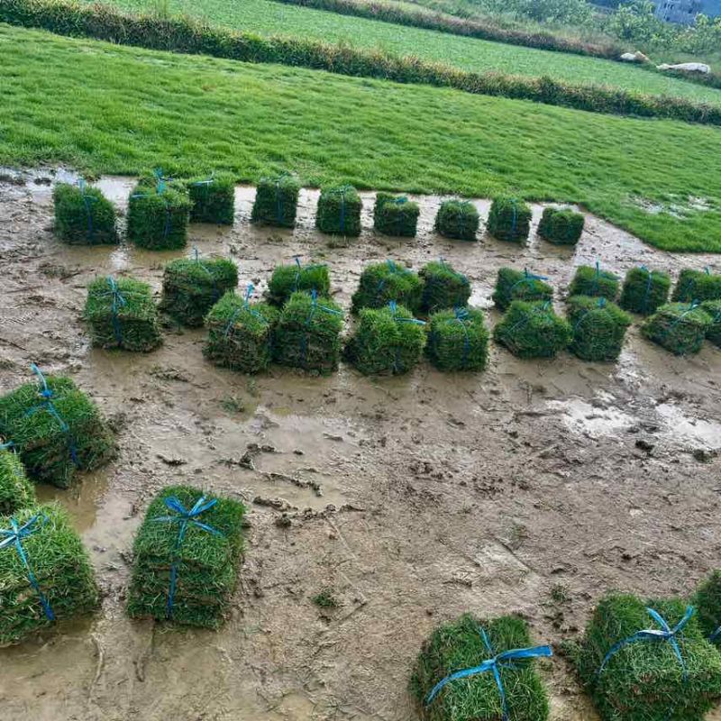 台湾草。台湾青。结缕草。适用于高端别墅家庭绿化公路城市