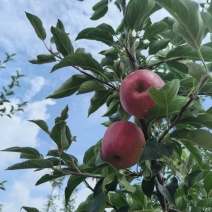 昭通红露苹果