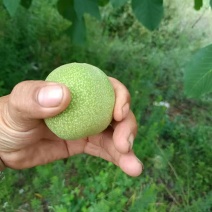 青皮核桃45起步上不封顶