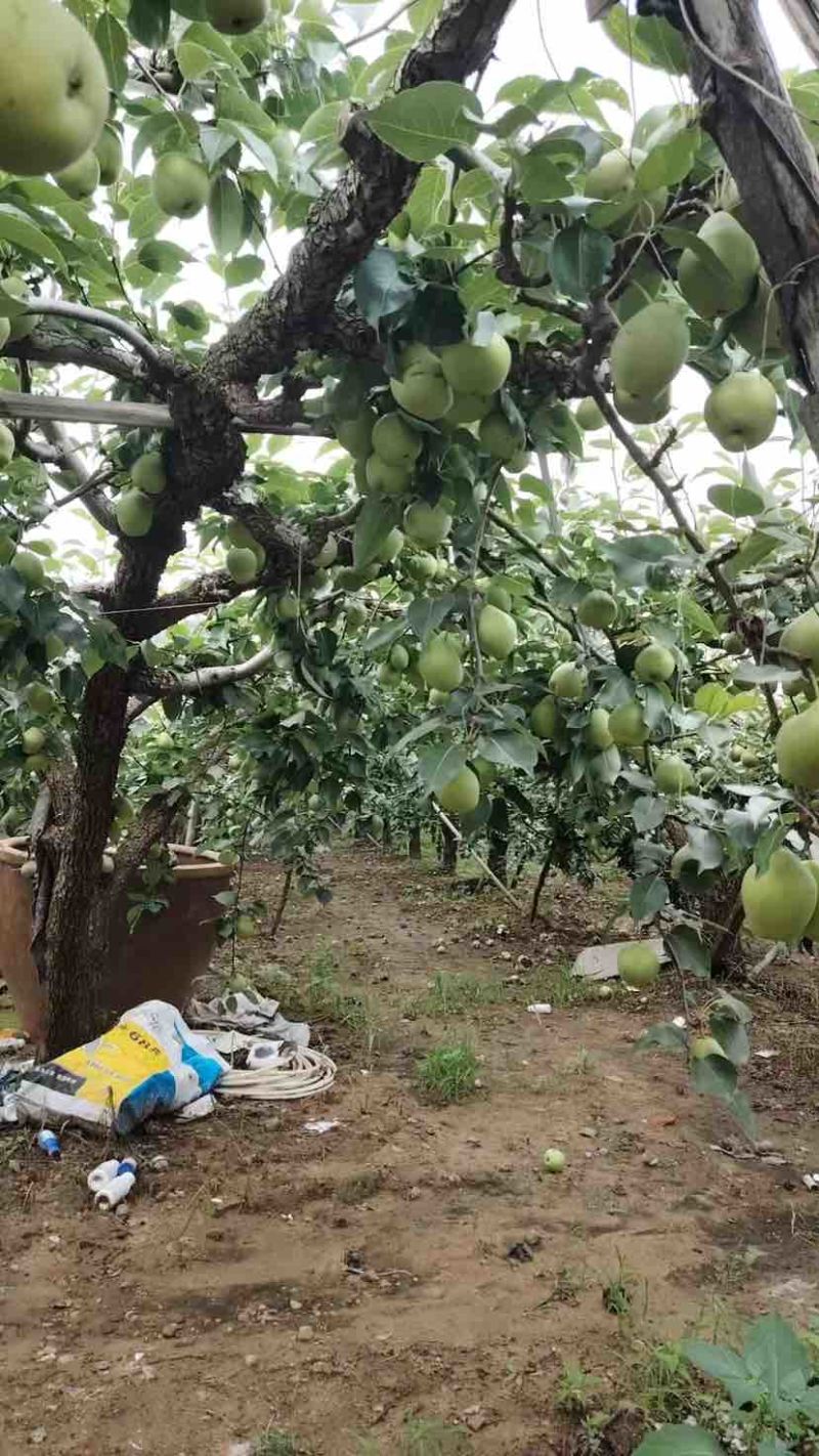 酥梨红香酥