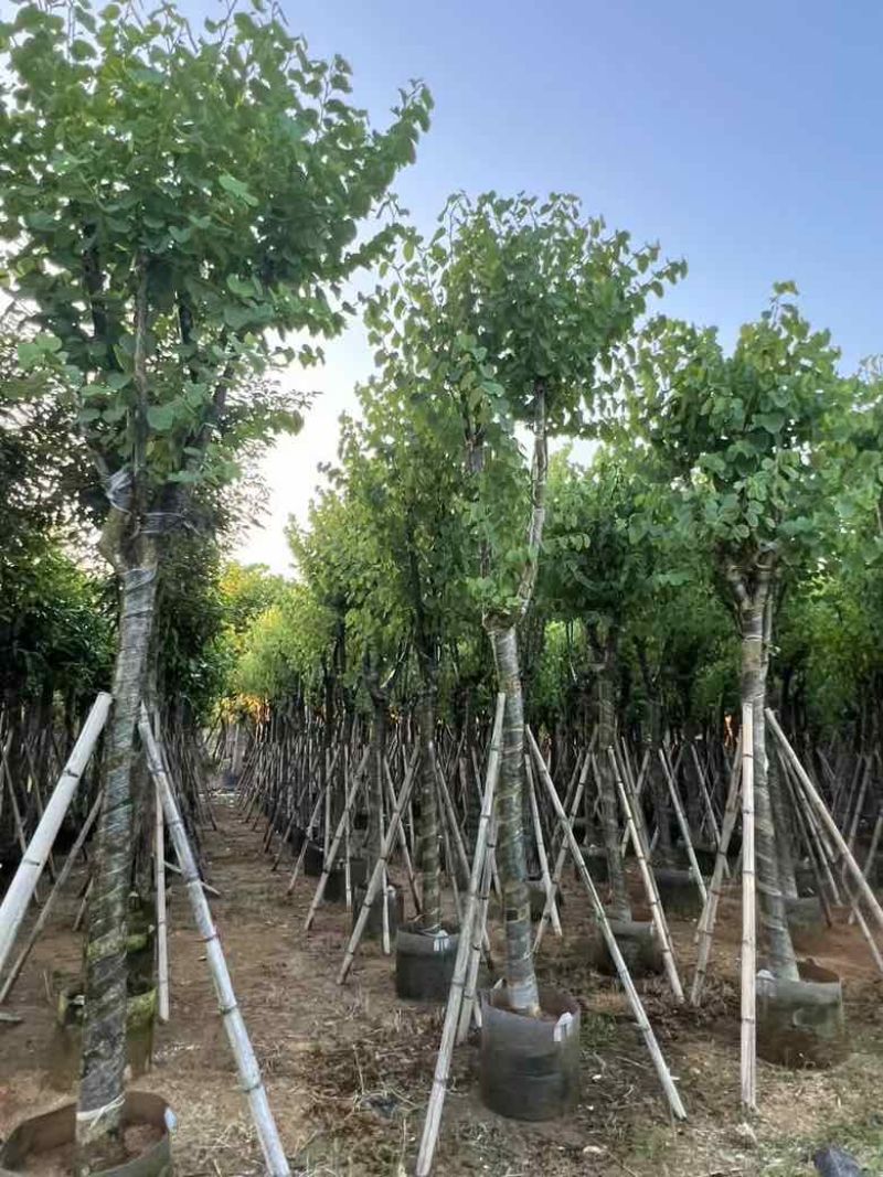 宫粉紫荆骨架8-18分，低价出售