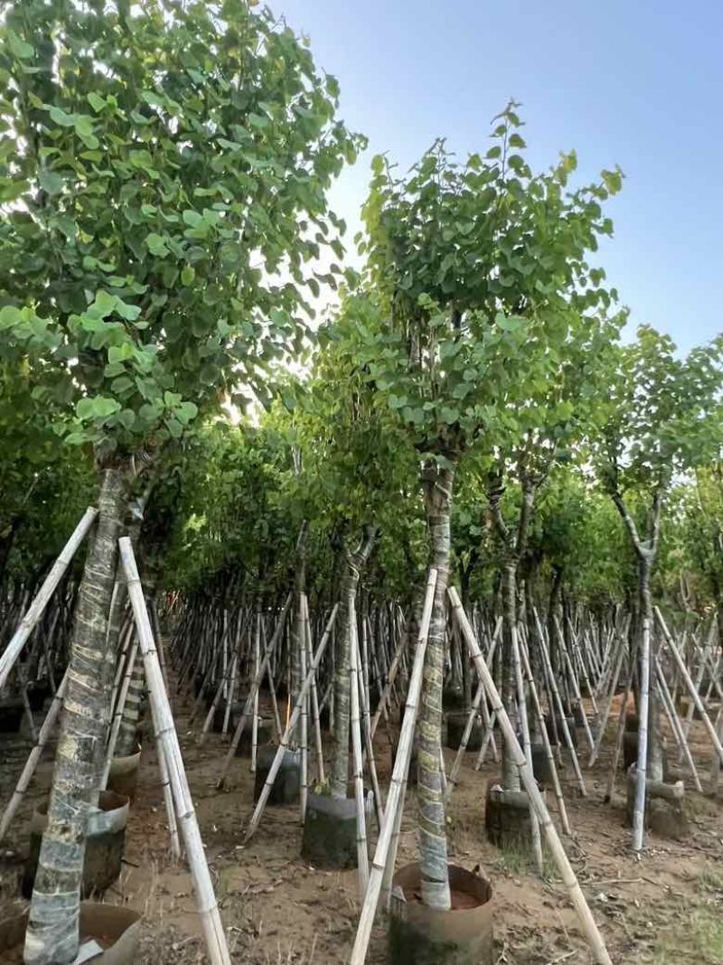 宫粉紫荆骨架8-18分，低价出售