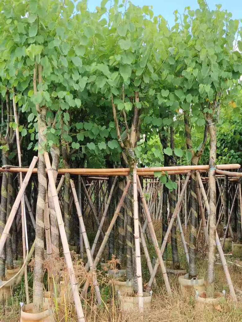 宫粉紫荆骨架8-18分，低价出售