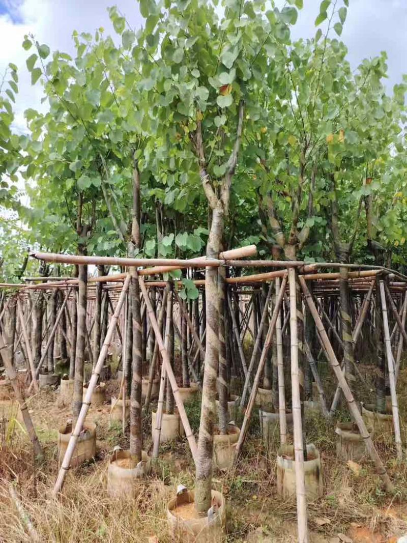 宫粉紫荆骨架8-18分，低价出售