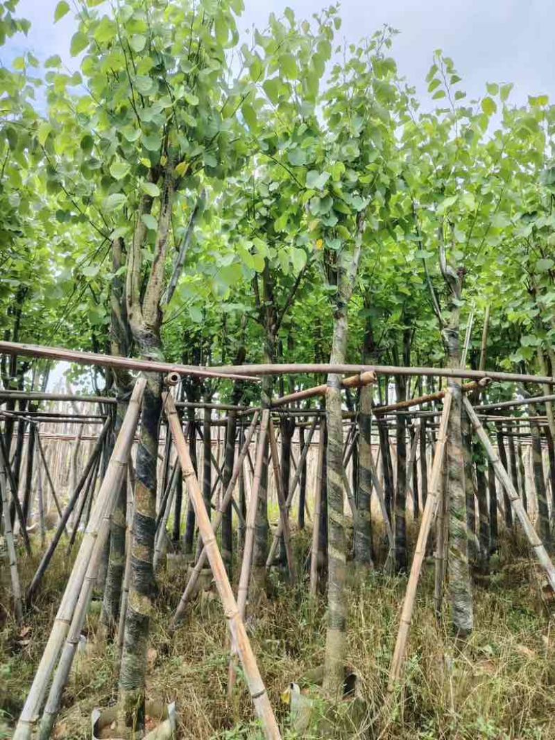 宫粉紫荆骨架8-18分，低价出售