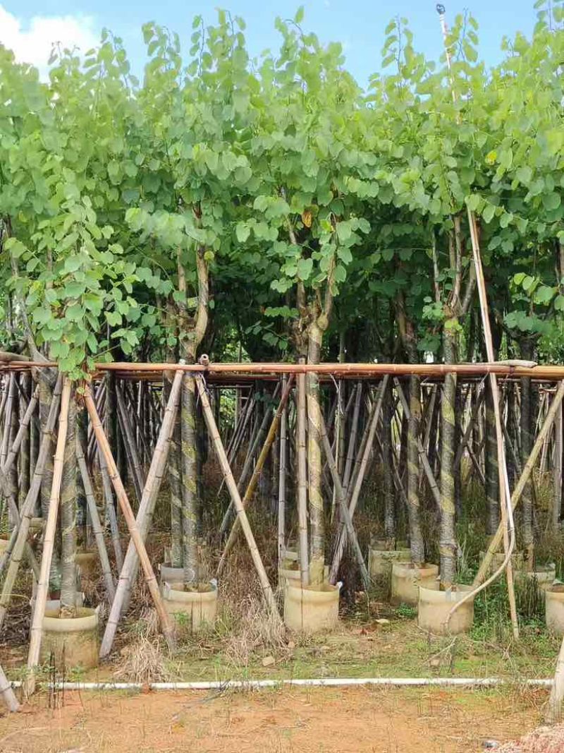 宫粉紫荆骨架8-18分，低价出售