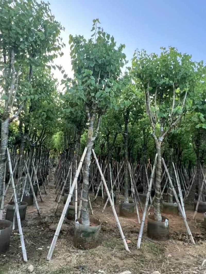 宫粉紫荆骨架8-18分，低价出售
