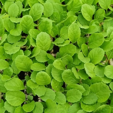 鸡窝菜苗