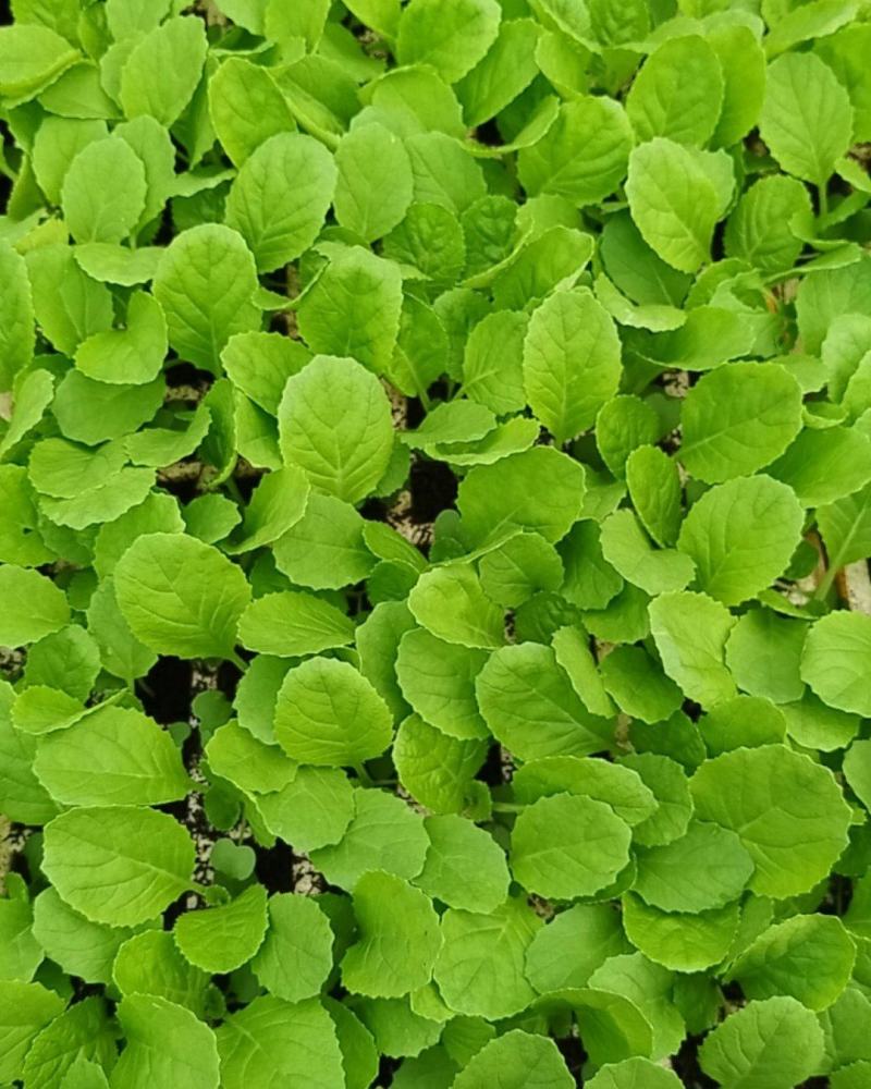 鸡窝菜苗
