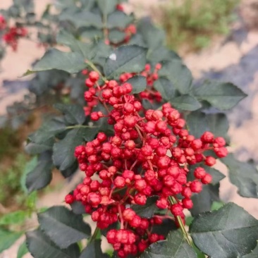 甘肃天水花椒