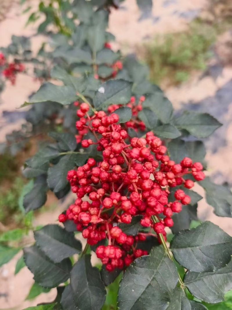 甘肃天水花椒