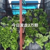 大白菜苗