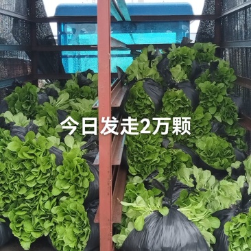 大白菜苗