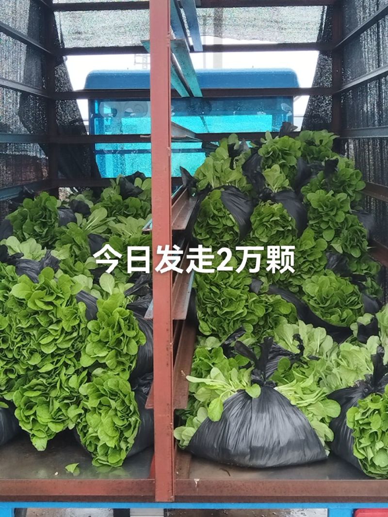 大白菜苗