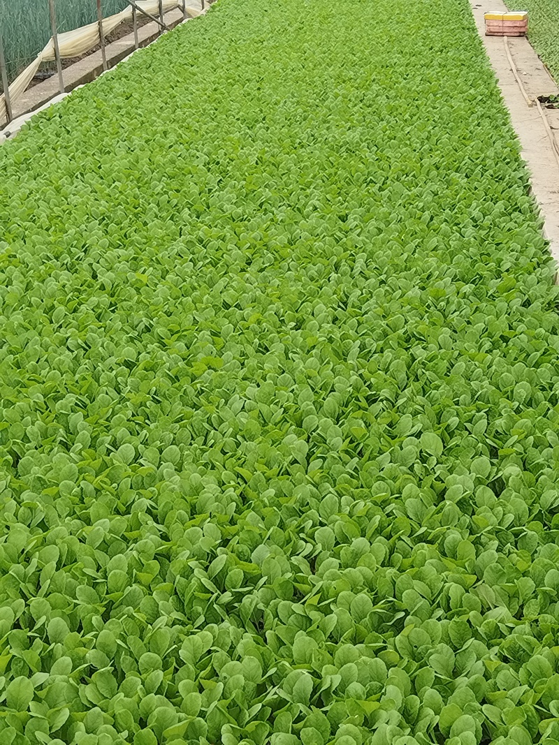 大白菜苗