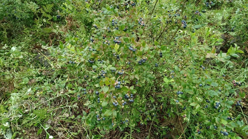 湖北省长阳县高山蓝莓