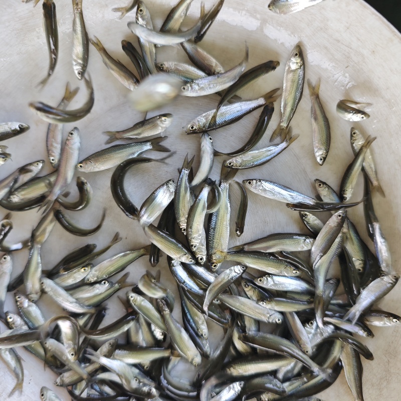 土鲮鱼