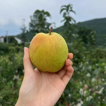 早红玉库里的降价了6万斤3两起上不封顶345的多数6的有
