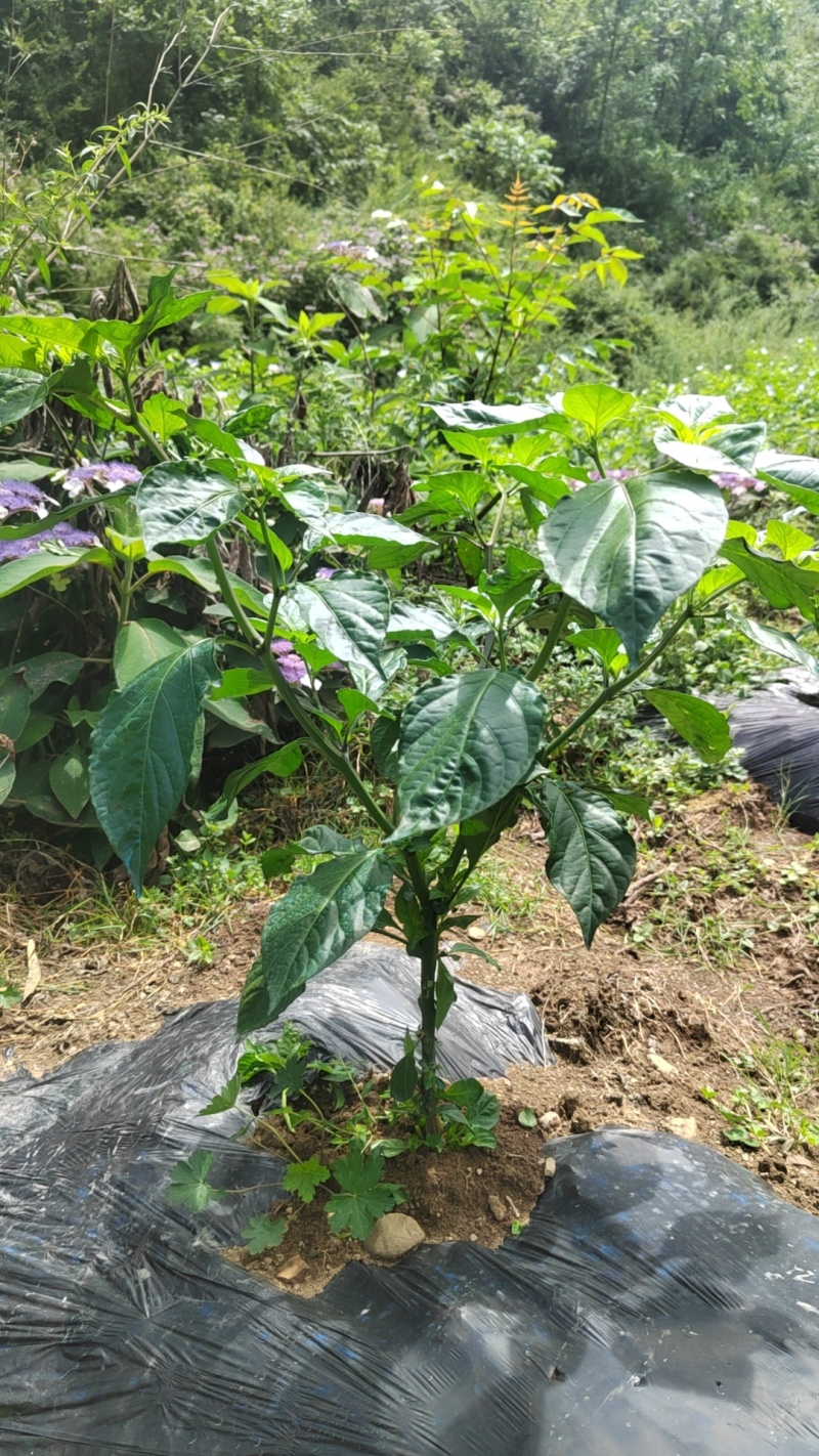 工业辣椒