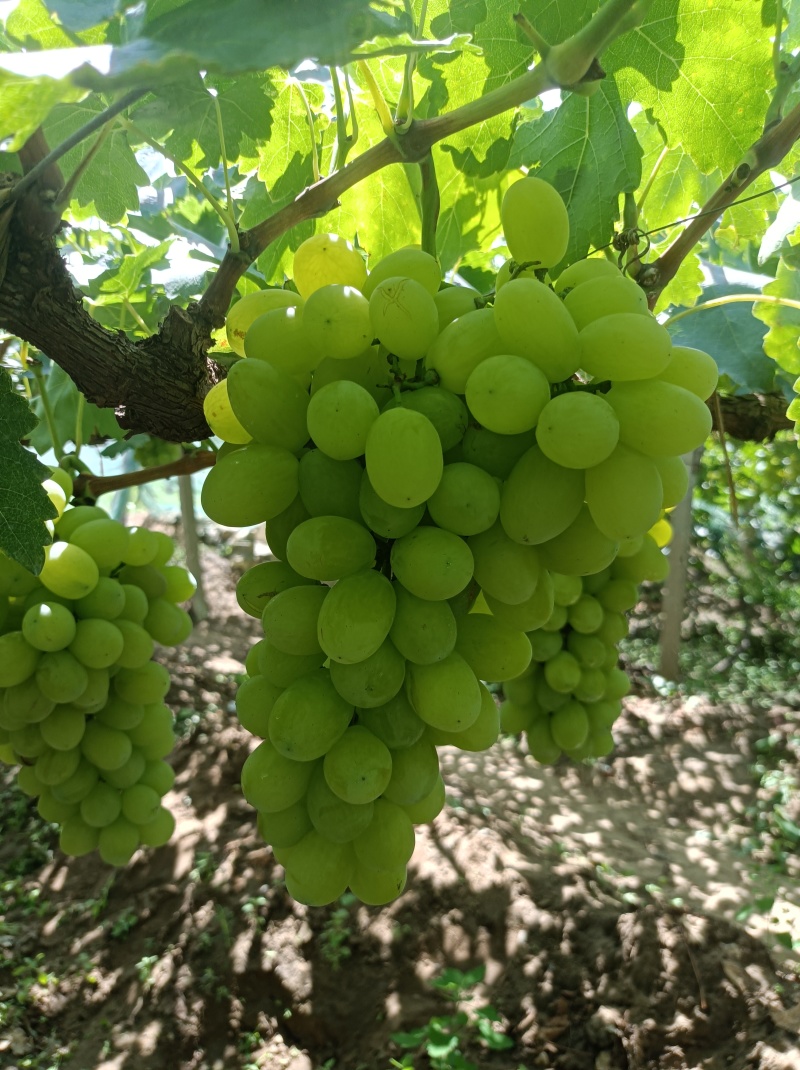 维多利亚葡萄