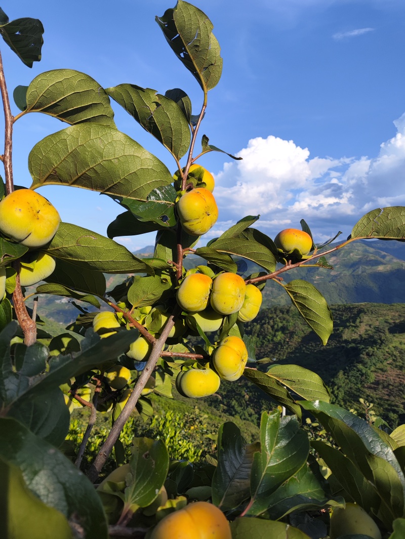 云南高山甜柿