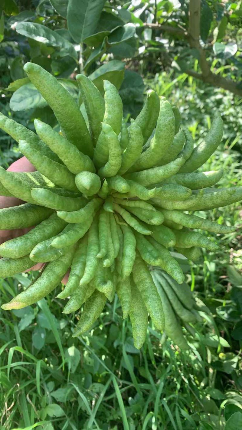 云南佛手香橼观赏果食用果佛手柑片植物栽培