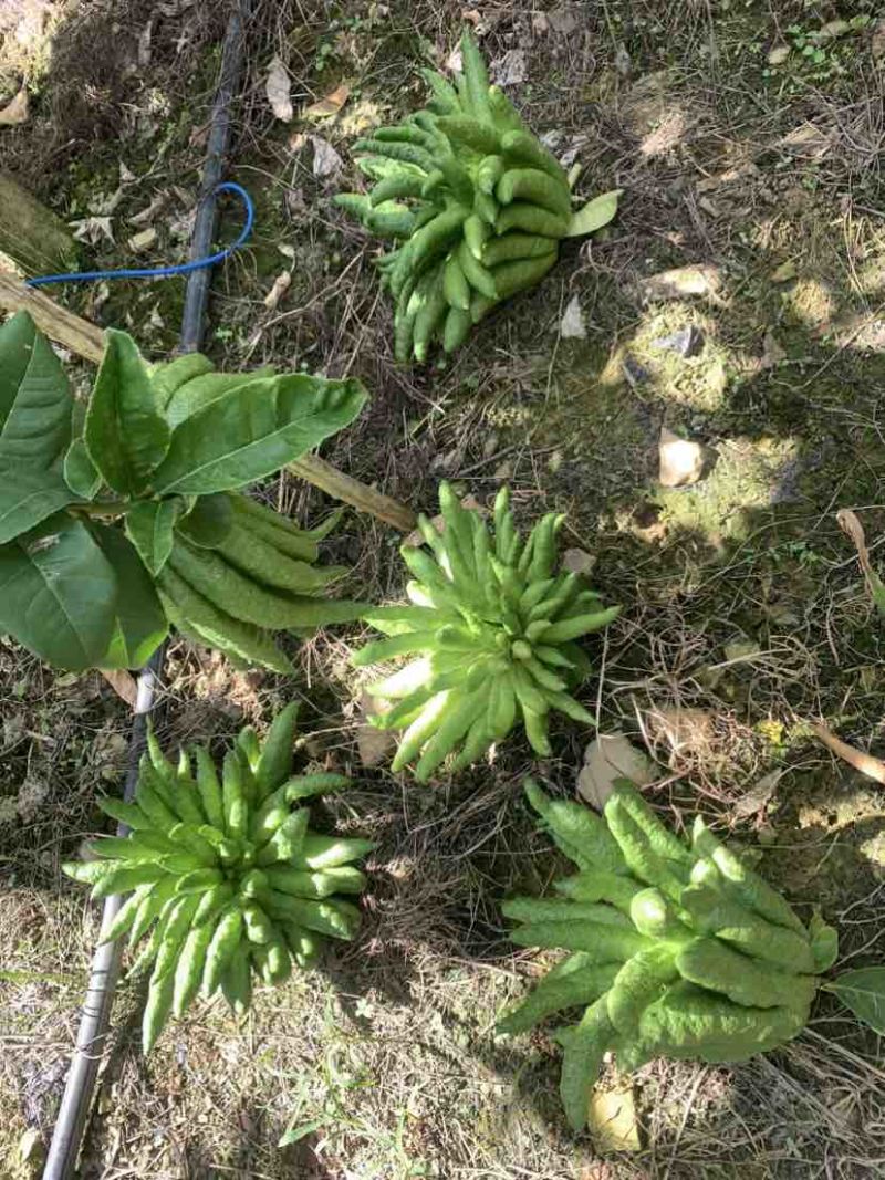 云南佛手香橼观赏果食用果佛手柑片植物栽培