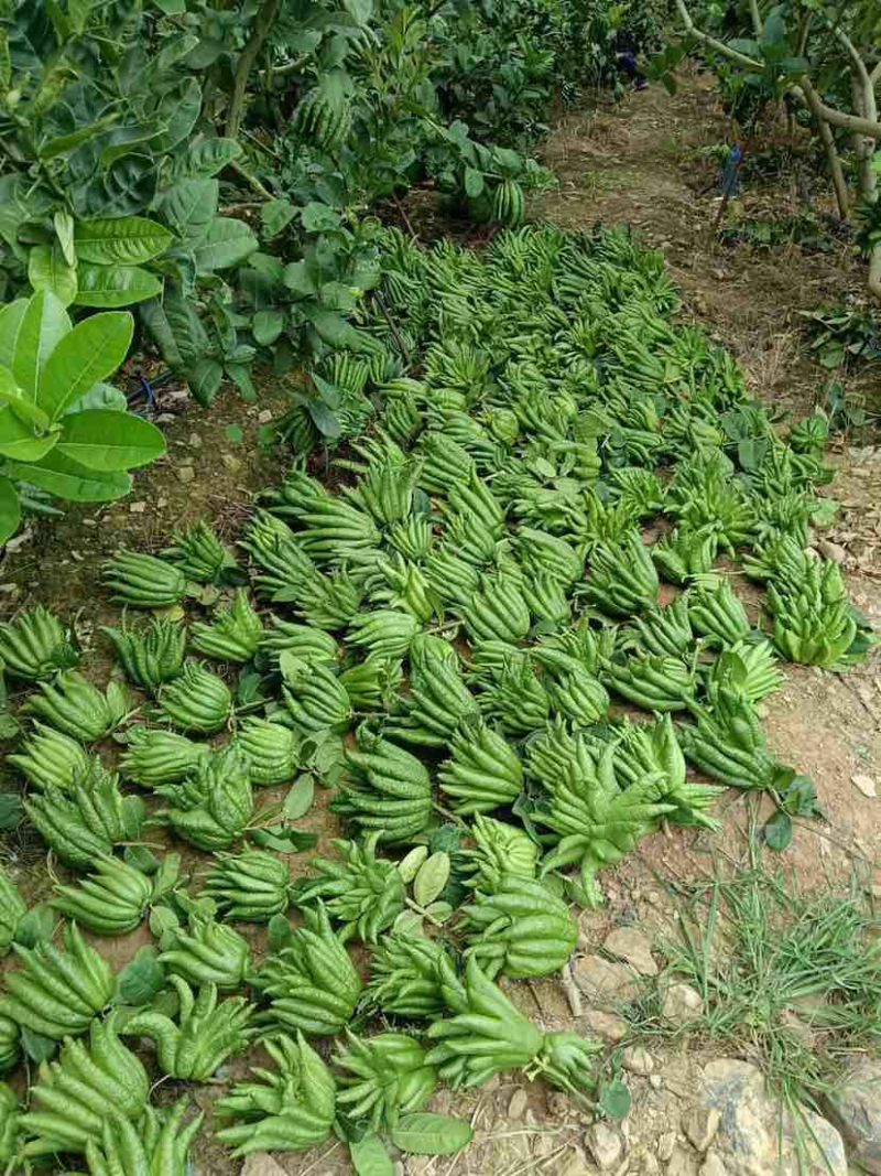 云南佛手香橼观赏果食用果佛手柑片植物栽培