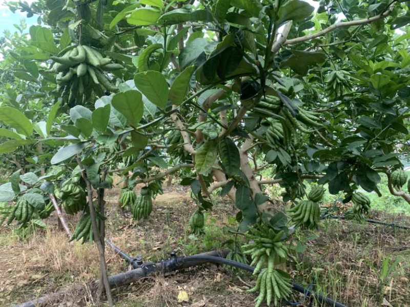 云南佛手香橼观赏果食用果佛手柑片植物栽培