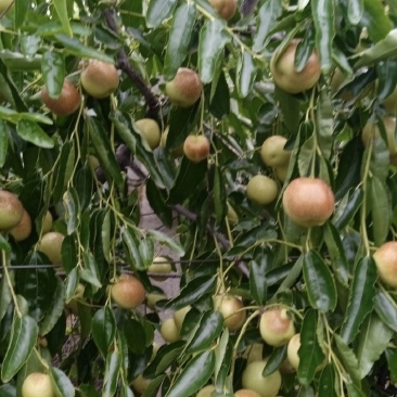 野生酸枣，出仁率高