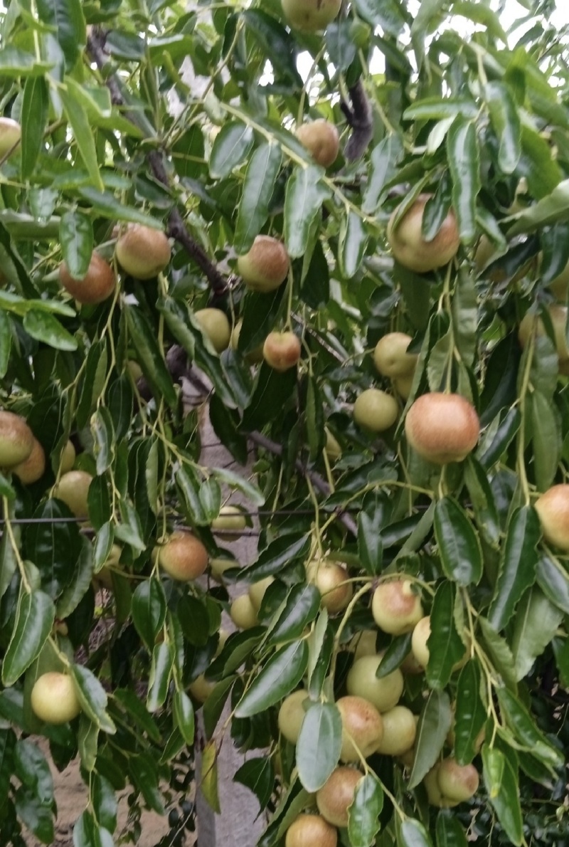 野生酸枣，出仁率高