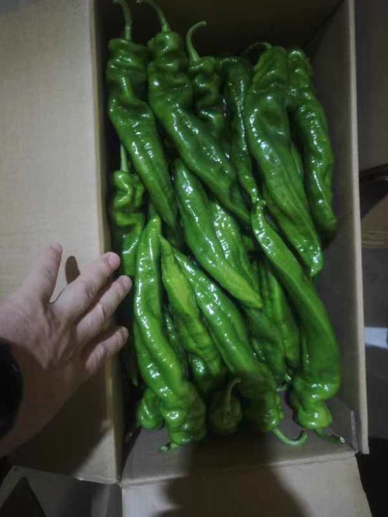 大量出货