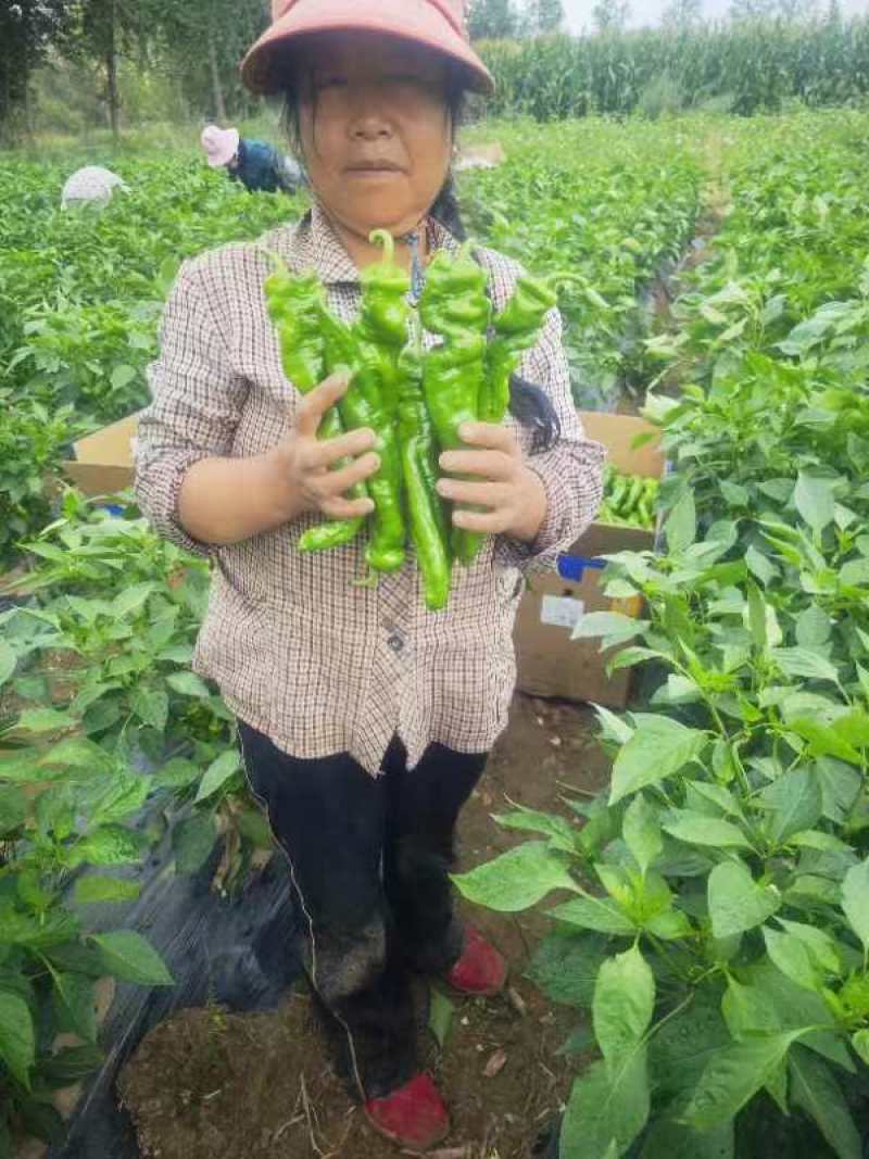 大量出货