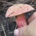 大量野生菌大腿蘑青头菇八里香
