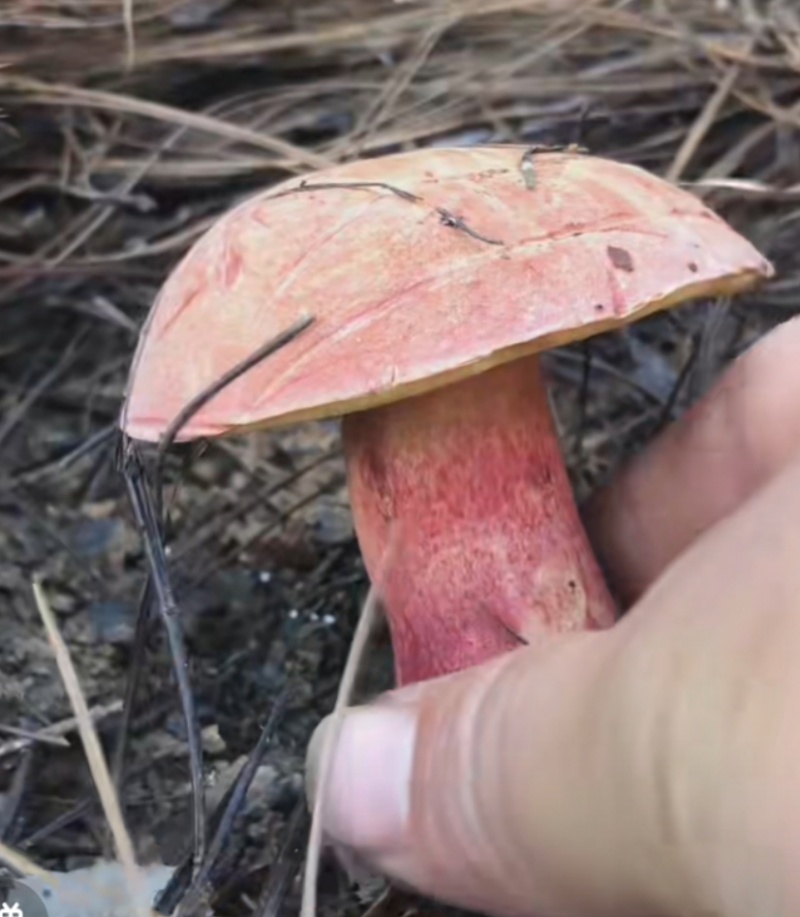 大量野生菌大腿蘑青头菇八里香