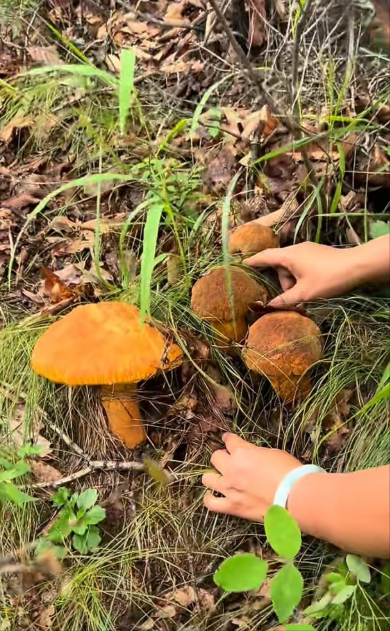 大量野生菌大腿蘑青头菇八里香