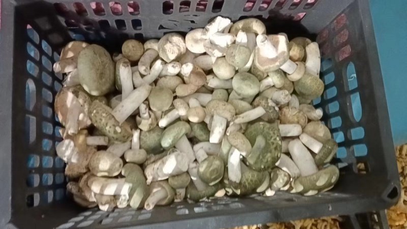 大量野生菌大腿蘑青头菇八里香