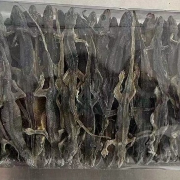 山东壁虎