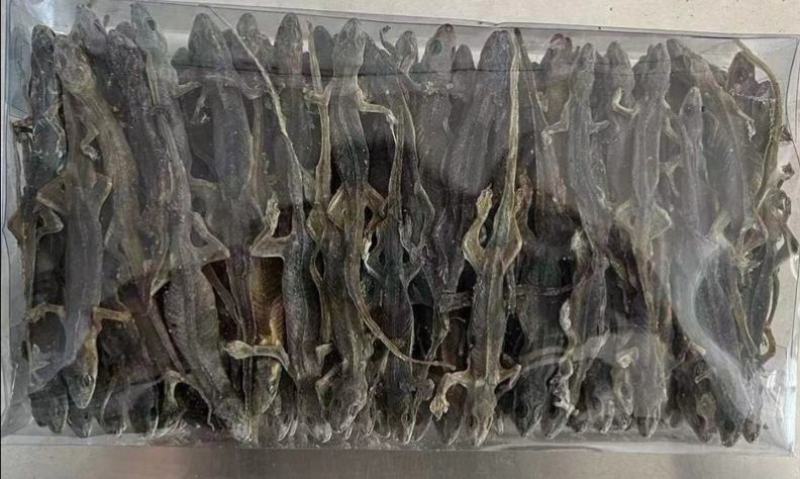 山东壁虎