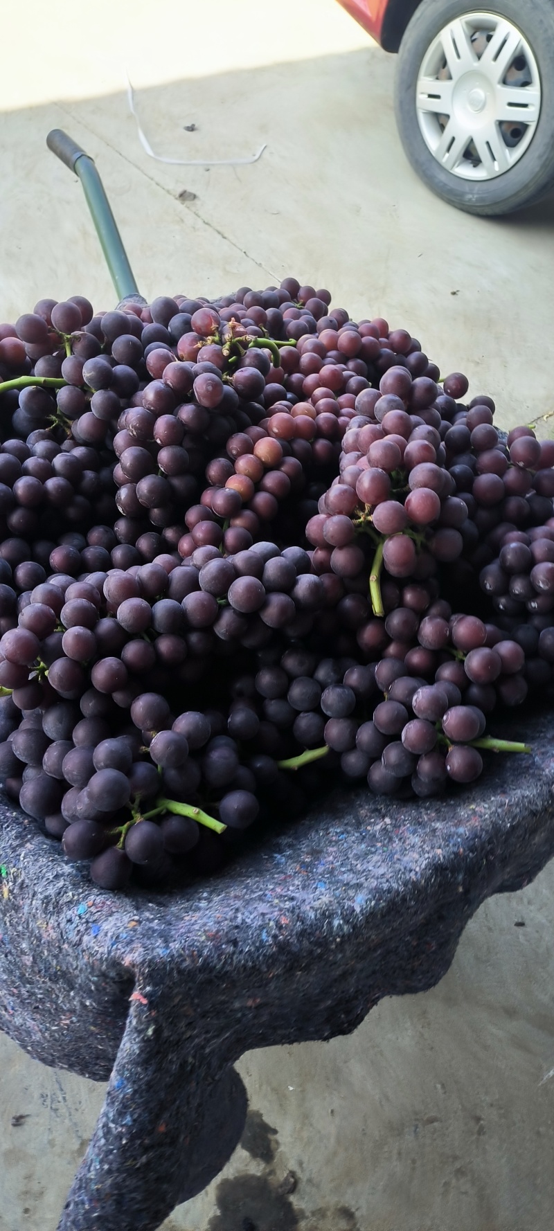 常州夏黑葡萄大量上市，给钱就卖，抓紧出货