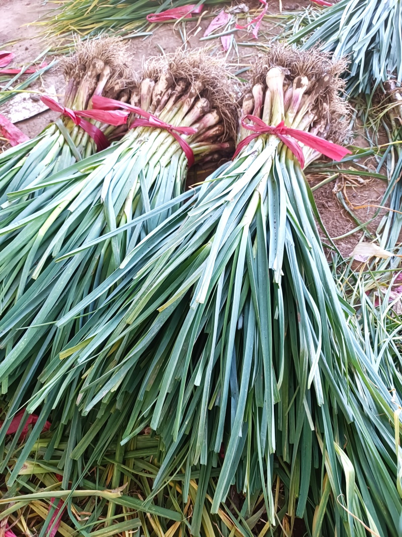 经过强烈的太阳光下的蒜苗，有一种独特的味道，是你想不到的美味