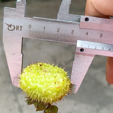 贵州黔南州刺梨