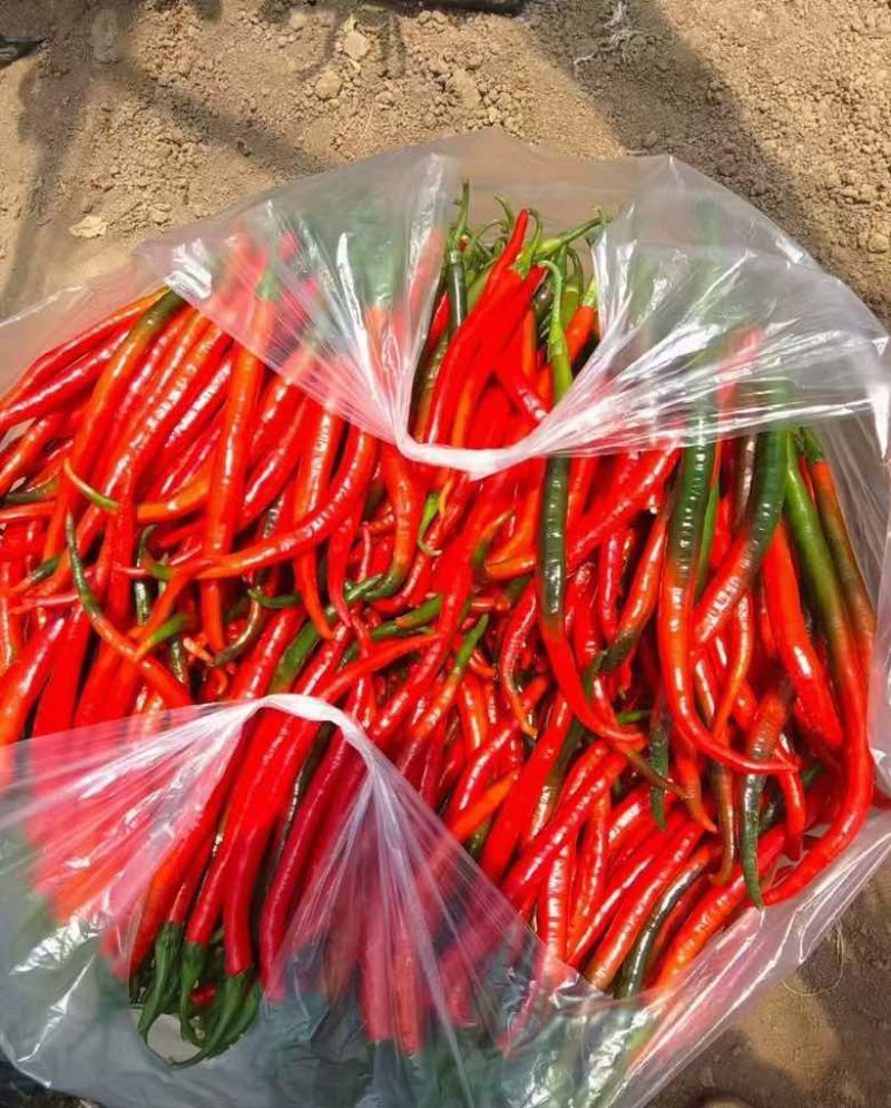 精品红线椒大量供应市场电商工厂
