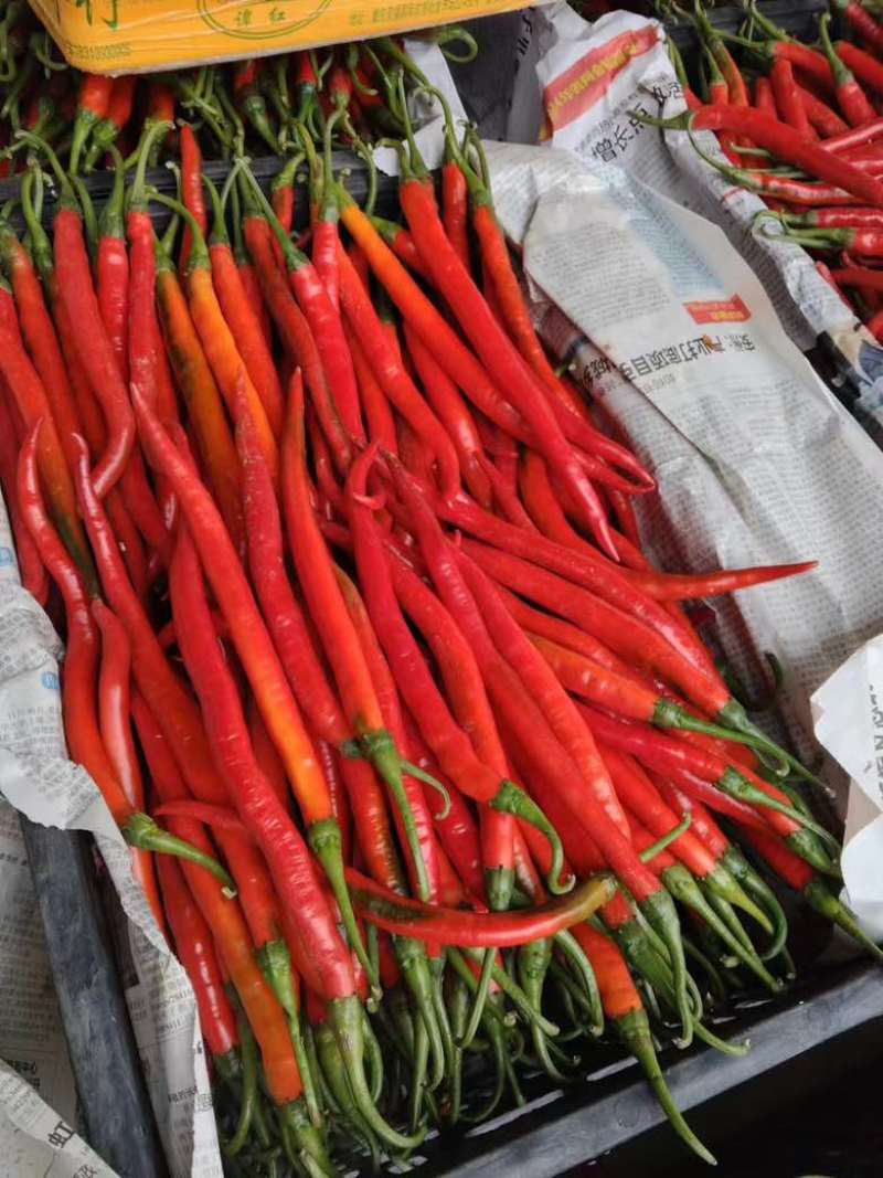 精品红线椒大量供应市场电商工厂