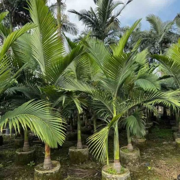 大王椰5-30分各种规格低价出售