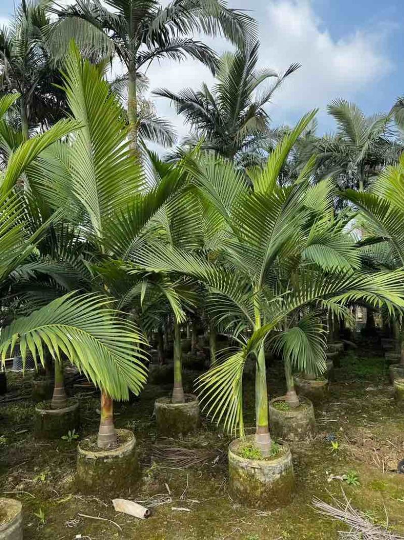 大王椰5-30分各种规格低价出售