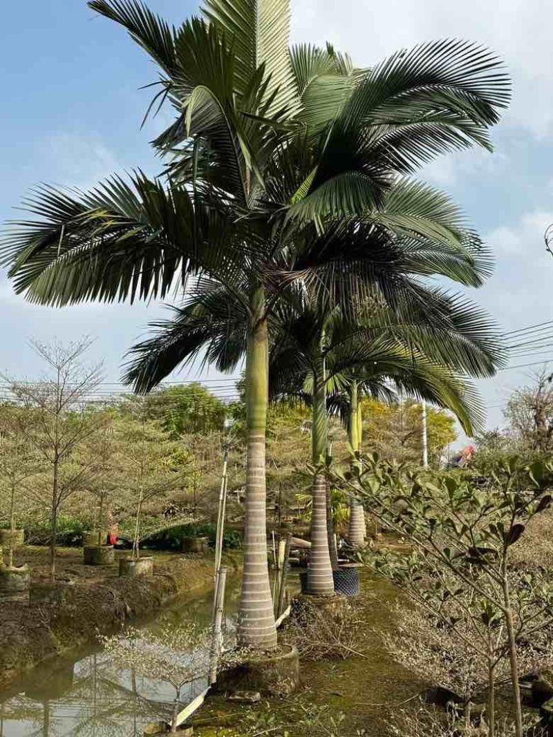 大王椰5-30分各种规格低价出售