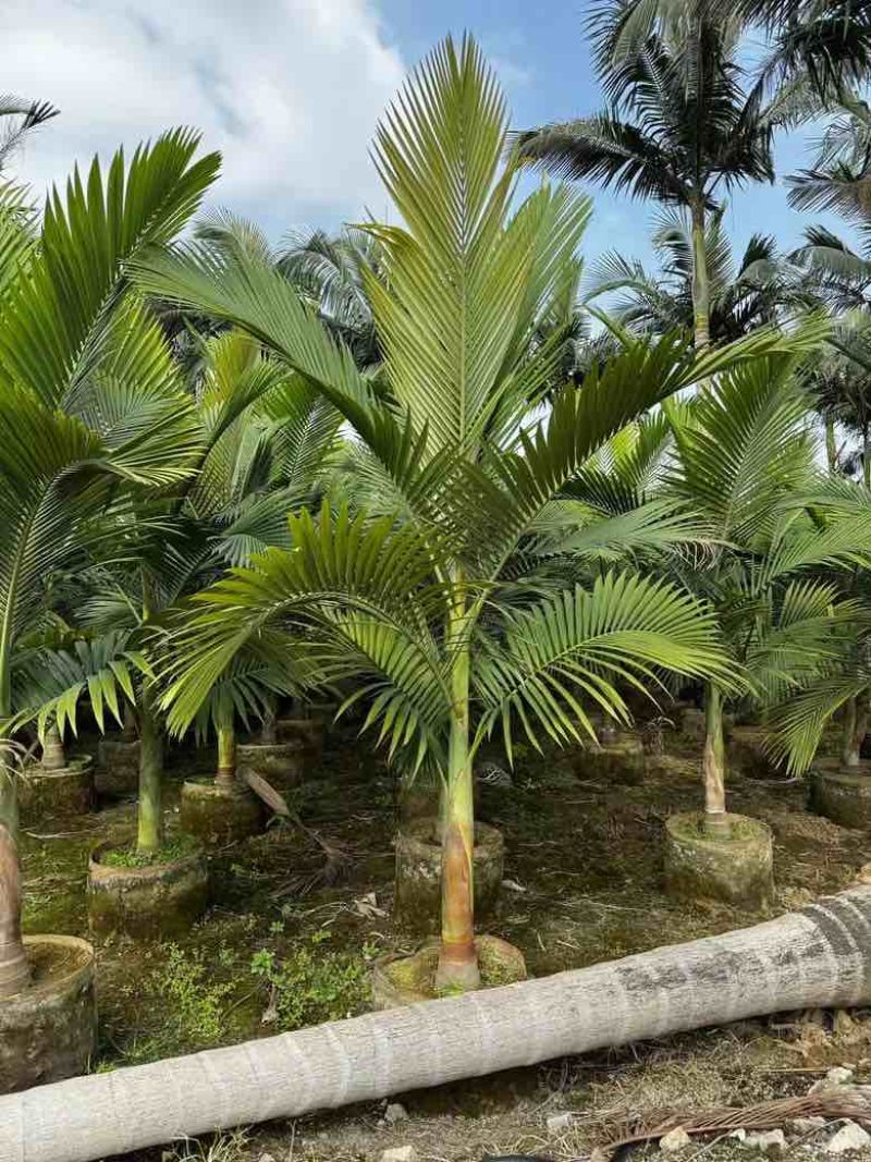 大王椰5-30分各种规格低价出售
