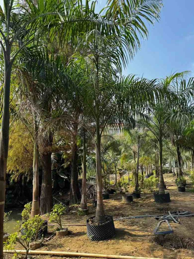 大王椰5-30分各种规格低价出售